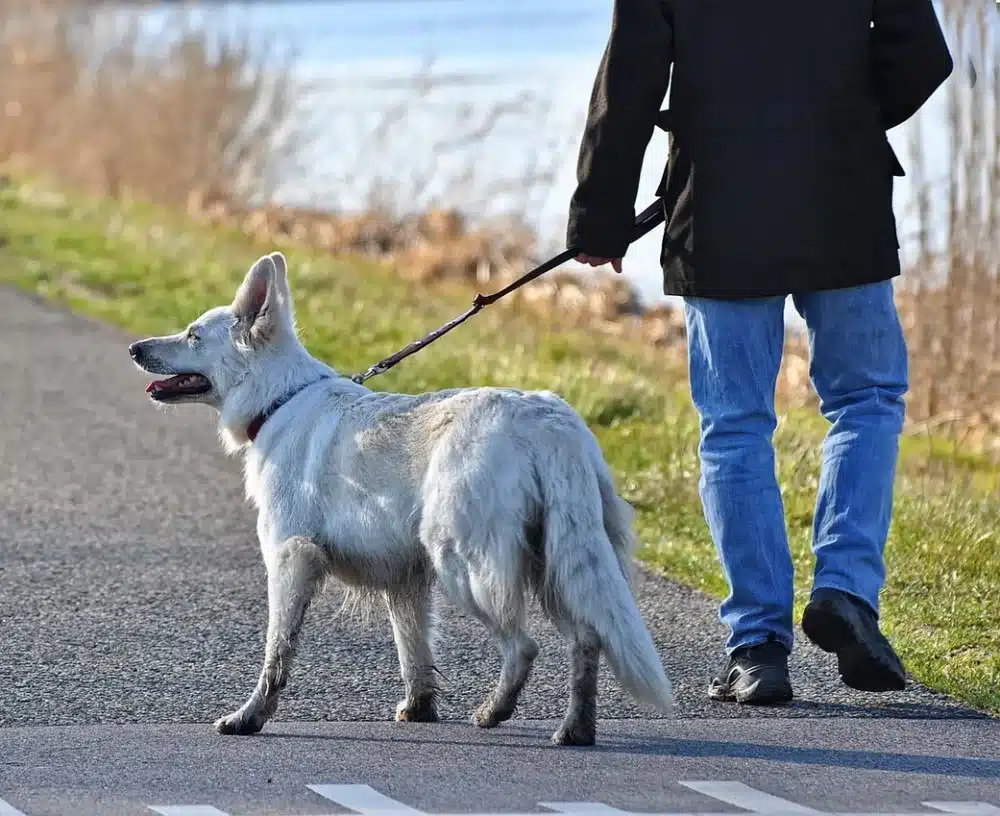 dog-3