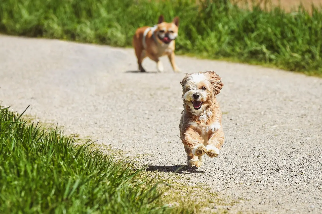 dogs