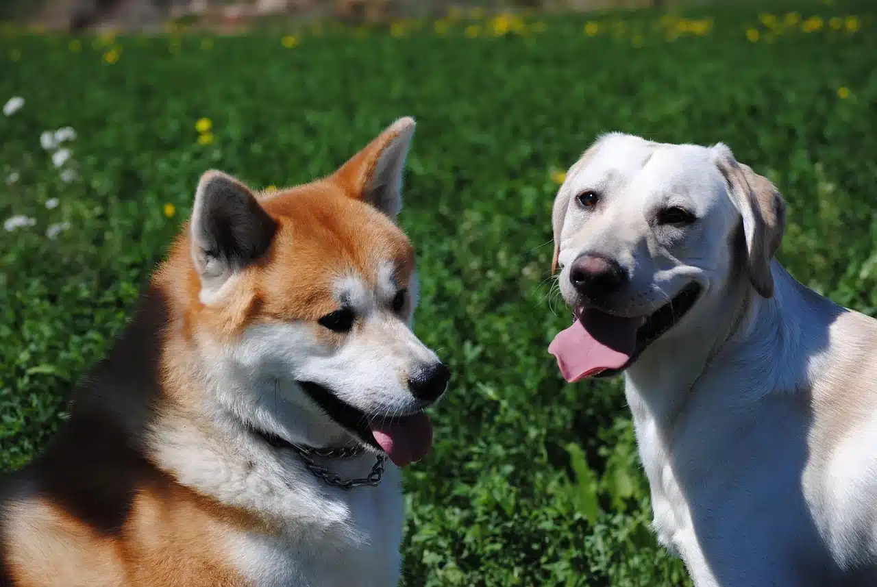 labrador
