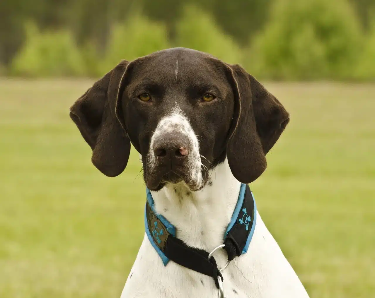 short-haired-german-shorthaired