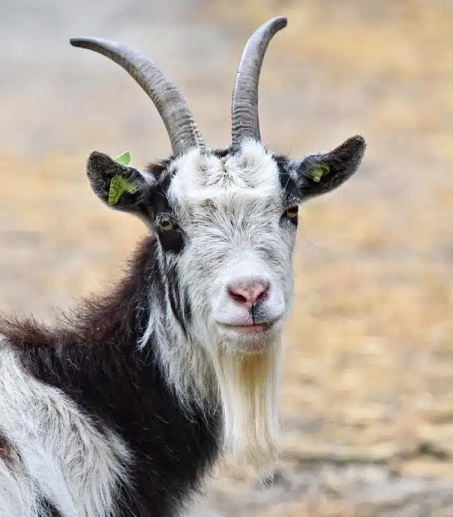 Chèvre blanche et noire ferme pédagogique