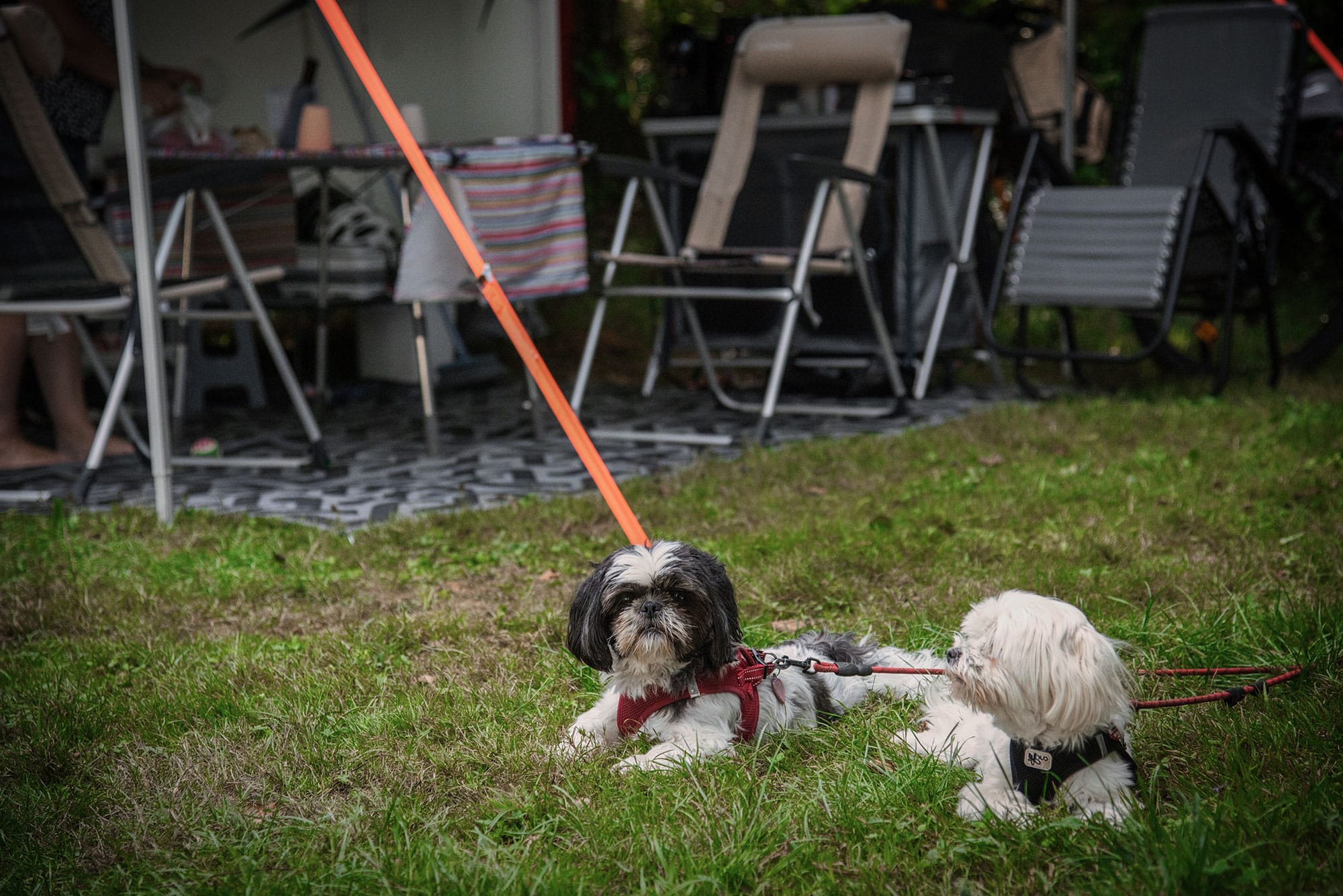 camping-avec-chiens-ain