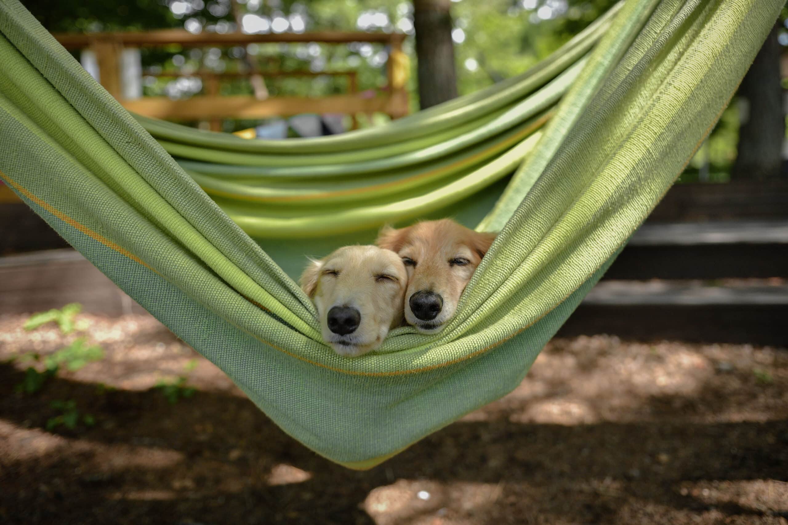 dogfriendly-camping-ain